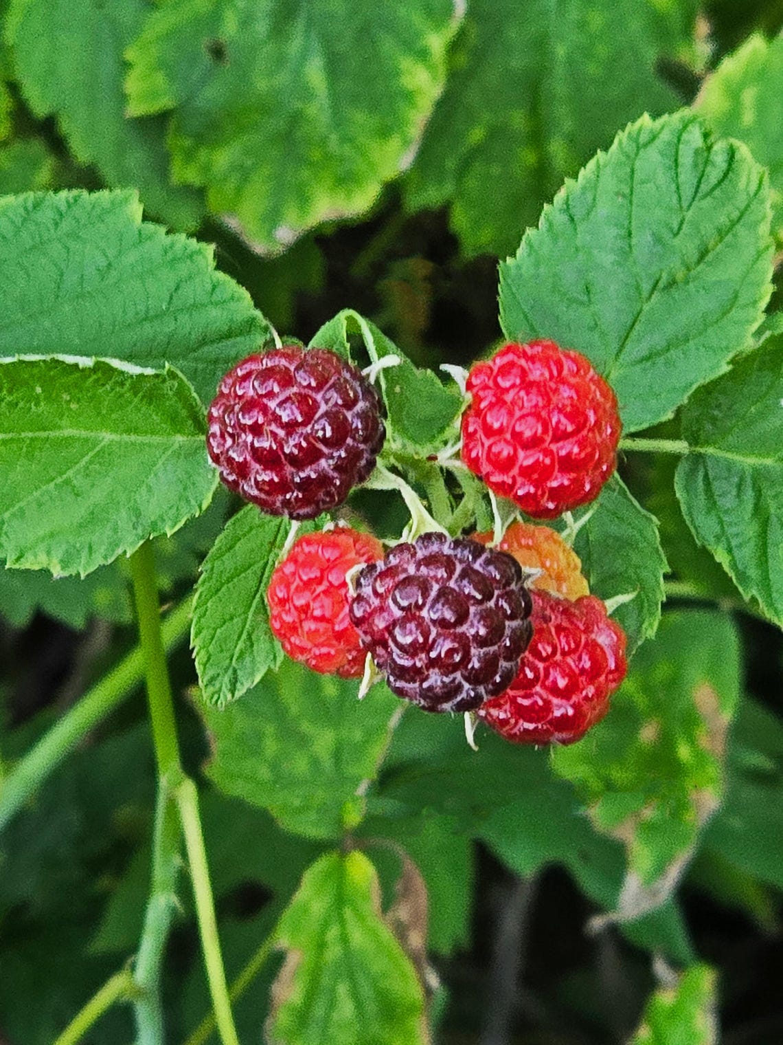 Cold Hardy Raspberry Varieties 2 Black Raspberry Bushes: Heirloom | Summer Bearing, Cold Hardy- Wild ...
