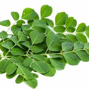 Organic Jamaican Moringa Leaves, Wildcrafted, handpicked, tea leaves