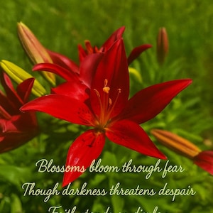 Poésie haïku Blossoms Bloom - Numérique