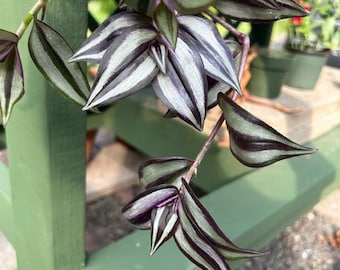 Planta del tipo errante