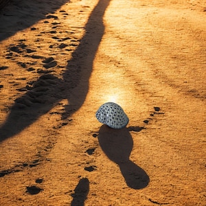 May include: A seashell with a patterned design rests on a sandy beach, casting a long shadow. The sand is illuminated by warm sunlight, with footprints leading towards the horizon. The scene evokes a sense of tranquility and natural beauty.