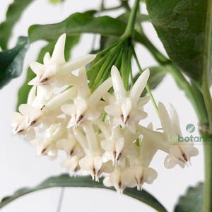 Rare Fragrant & multiflora hoya - Hoya lockii - house plants live , live plants indoor , hoya plant , live plant hoya , house plant hoya