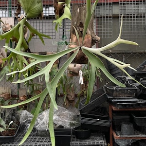 Platycerium veitchii silver frond - House plant live , indoor plant live , fern live plant , Staghorn fern , exotic plant , live plant