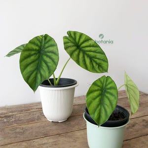 Alocasia Clypeolata &#39;Green Shield&#39; - house plants live , indoor plant live , live Alocasia , tropical foliage , rare Alocasia , aroids