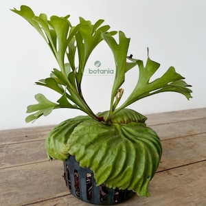 Antler fern - platycerium ridleyi - (TH Spore) house plants live , indoor plant live , house plant indoor , fern live plant , Staghorn fern