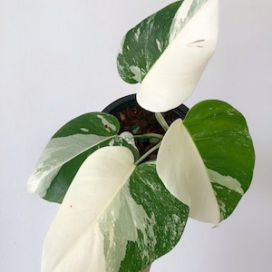 Monstera albo - Well rooted plant (Not cutting) - House plant live , indoor plant live , foliage , Variegated monstera , variegated albo