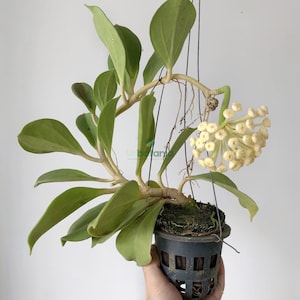 Fragrant hoya - Hoya pachyclada - Rare hoya , house plants live , live plants indoor , hoya plant, live plant hoya , house plant hoya