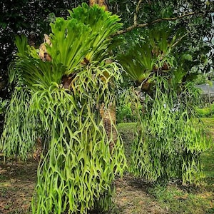 Platycerium coronarium Philippines - house plants live , indoor plant live , house plant indoor , fern live plant ,Staghorn fern