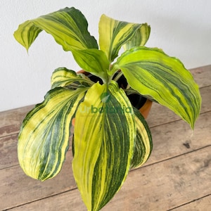 Palisota barteri variegated (Super rare plant) - house plants live , indoor plant live , aroid plants , easy care plants , variegated