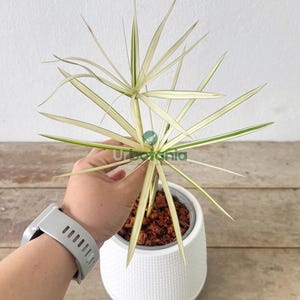Cyperus involucratus ‘Albo Variegated’ (Umbrella plant) - live plant , Rare plant , easy care plants , variegated