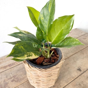 Aglaonema &#39;Khanmak Chao Wang&#39; Variegated - house plants live , indoor plant live , live plants indoor , aroid plants , easy care plants