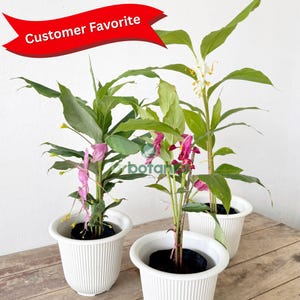 Dancing Ladies Ginger - Globba winitii - house plants live , ginger plant live , bulb plant , rhizome
