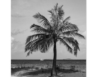 Puede incluir: Una fotografía en blanco y negro de una palmera solitaria en una playa de arena. El árbol presenta largas frondas arqueadas que se extienden desde un tronco central. A lo lejos, se ve el horizonte del océano con un pequeño barco.