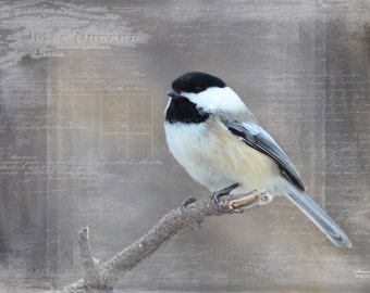 Chickadee Dee Dee 12x18 Fine Art Photo