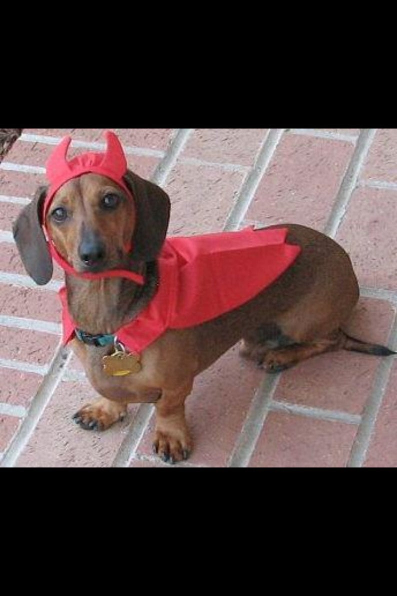 Small Dog Devil Dog Cape Slides over the Collar Small Medium and Large Sizes