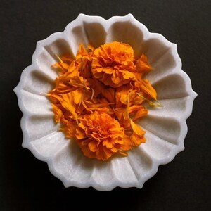 May include: A white, scalloped marble bowl filled with vibrant orange marigold flowers and petals. The bowl is round with a fluted edge, and the flowers are clustered in the center. The background is a solid black.