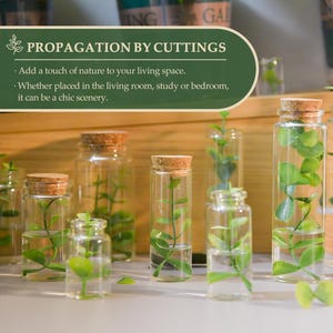 Pode incluir: V&aacute;rios frascos de propaga&ccedil;&atilde;o de vidro com rolhas de corti&ccedil;a, cheios de &aacute;gua e estacas de plantas verdes. A imagem inclui o texto "PROPAGATION BY CUTTINGS" e incentiva a adi&ccedil;&atilde;o de natureza aos espa&ccedil;os de conviv&ecirc;ncia.