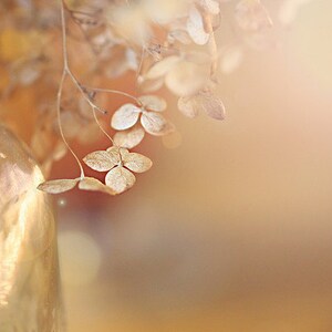 Hydrangea in Morning Fine Art Photography Print: Botanical Still Life