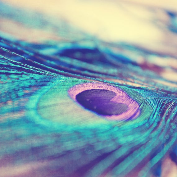 Art Photography Peacock feather