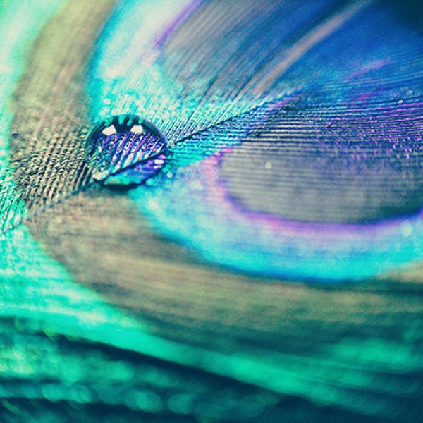 Still life Photography Peacock feather and water drop Macro Fine Art Photography Still Life Blue Green Wall Art Peacock Art Photo