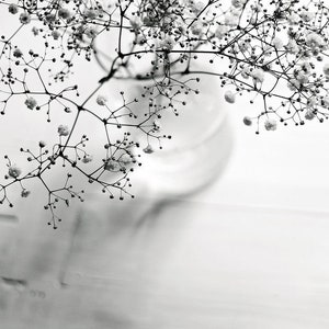 Nature Photograph: Baby&#39;s Breath Splendor Black and White Flower Print Fine Art Photography Flower Photo, Still life Flower Photo