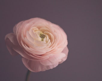 Nature Photography Flower Wall Art: Delicate Ranunculus home decor, pink flower print, nature photos, Fine Art Still life Photography