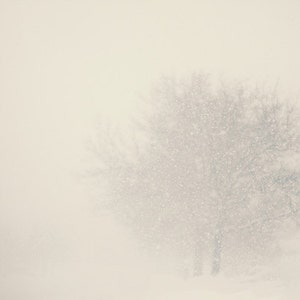 Winter Photography Tree Wall Art: White Out Fine Art Photography Snow Fall Nature Wall Art trees snow Art Prints black and white photography