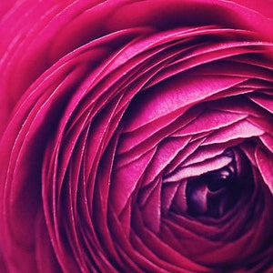 Fotografía de naturaleza Macro Flower Wall Art: Ranunculus beauty color photo home décor, pink flower print, nature photos, Still life photography