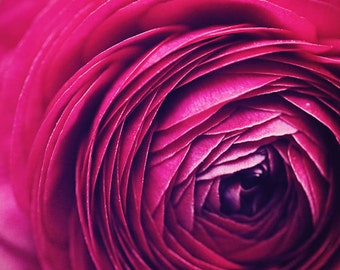 Ranunculus Flower Macro Photography: Pink Floral Wall Art