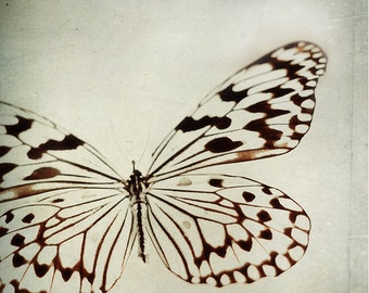 Stilleven Fotografie Butterfly Print: le papillon Fine Art Fotografie wall art decor Zwart en Wit Grijs Fotografie Butterfly macro