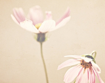 Soft Pink Flower Photography, Shabby Chic Botanical Art Print