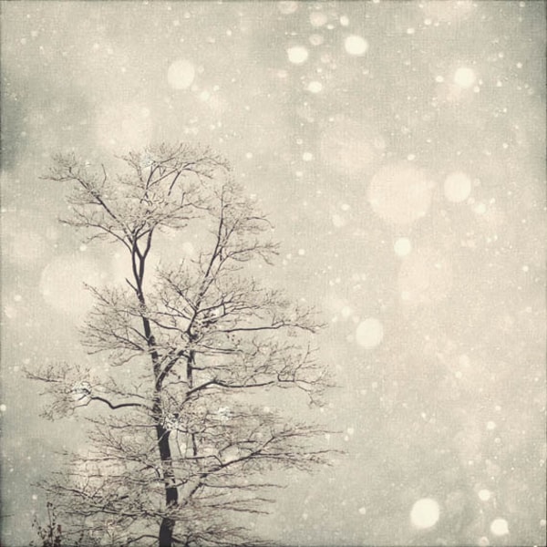 Nature Photography Winter Art: First Snow Fine Art Photography Snow Bokeh, Tree Wall Art, Nature Wall Art, Nature Photography White Grey art