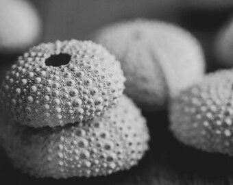 Black and White Photography: sea urchin Fine Art Nature Photograph bathroom decor ocean nautical beach grey, still life photography