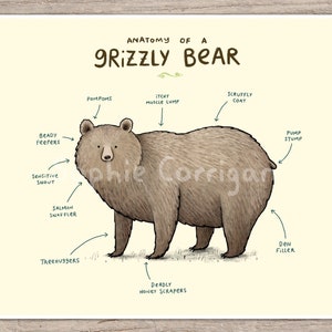 Anatomy of a Grizzly Bear Signed Art Print - Brown Bear - Funny Animals - Cute Bear Illustration - UK Worldwide Postage Sophie Corrigan