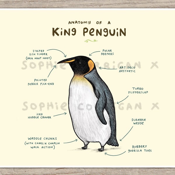 Anatomie eines König Pinguins signierter Kunstdruck