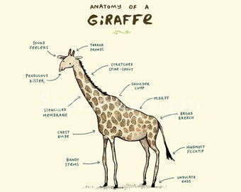 Anatomie d’une girafe signée Tirage d’art