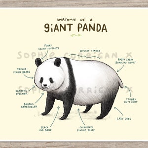 Anatomy of a Giant Panda Bear Signed Fine Art Print