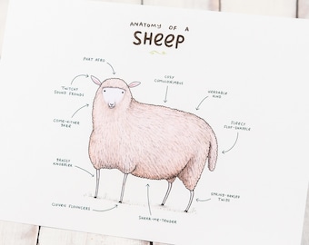 Anatomy Of A Sheep A4 Signed Print