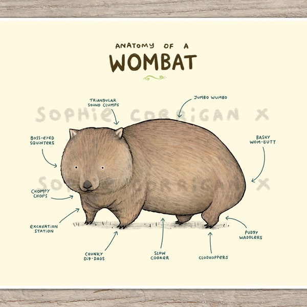Anatomie eines Wombat Signierter Kunstdruck - Süße Wombat Kunst - Lustige anatomische Illustration - UK Worldwide Porto Sophie Corrigan