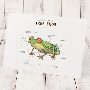 Anatomy Of A Tree Frog A4 Signed Print