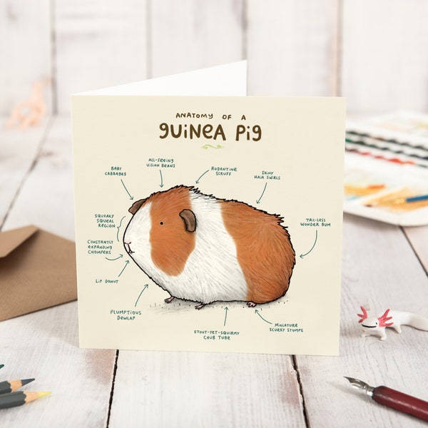 Anatomy Of A Guinea Pig Card
