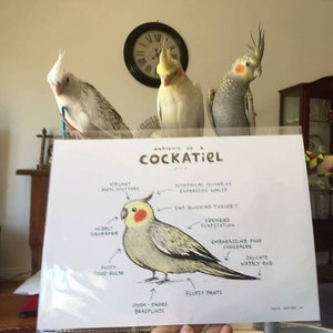 Anatomie d'un oiseau calopsitte A4, impression signée