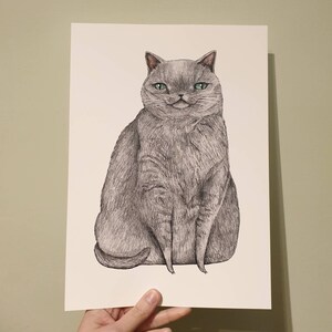 May include: A hand-drawn illustration of a grey cat with green eyes sitting on a white background.