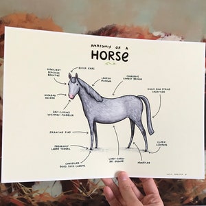 Anatomy of a Horse Signed Art Print