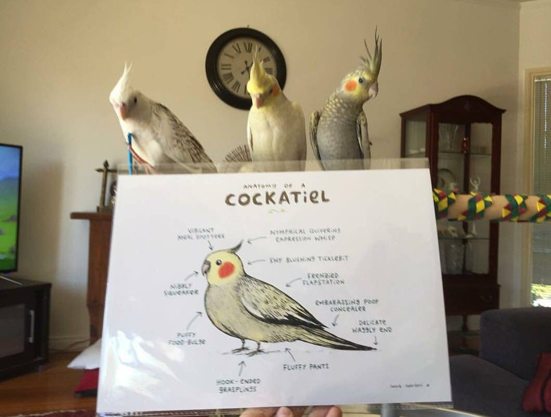 オカメインコの解剖学 A4 サイン入りプリント - Etsy 日本