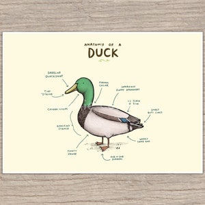Anatomy of a Duck Signed Art Print