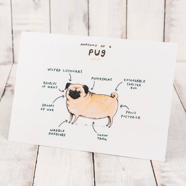 Anatomy Of A Pug A4 Signed Print - Funny Cute Pugs - Dog - Scientific Anatomical Animal Illustration - UK Worldwide Postage Sophie Corrigan