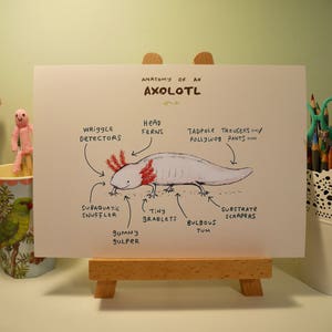 Anatomy Of An Axolotl A4 Signed Print