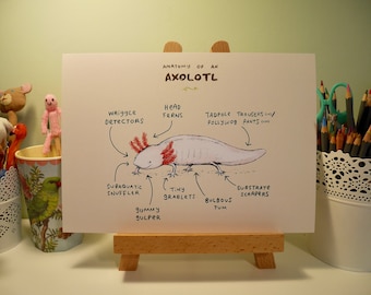 Anatomy Of An Axolotl A4 Signed Print