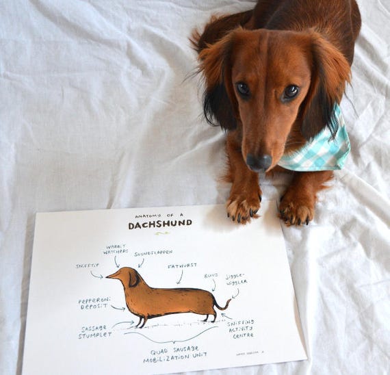 ダックスフントの解剖学 A4 サイン入りプリント - Etsy 日本